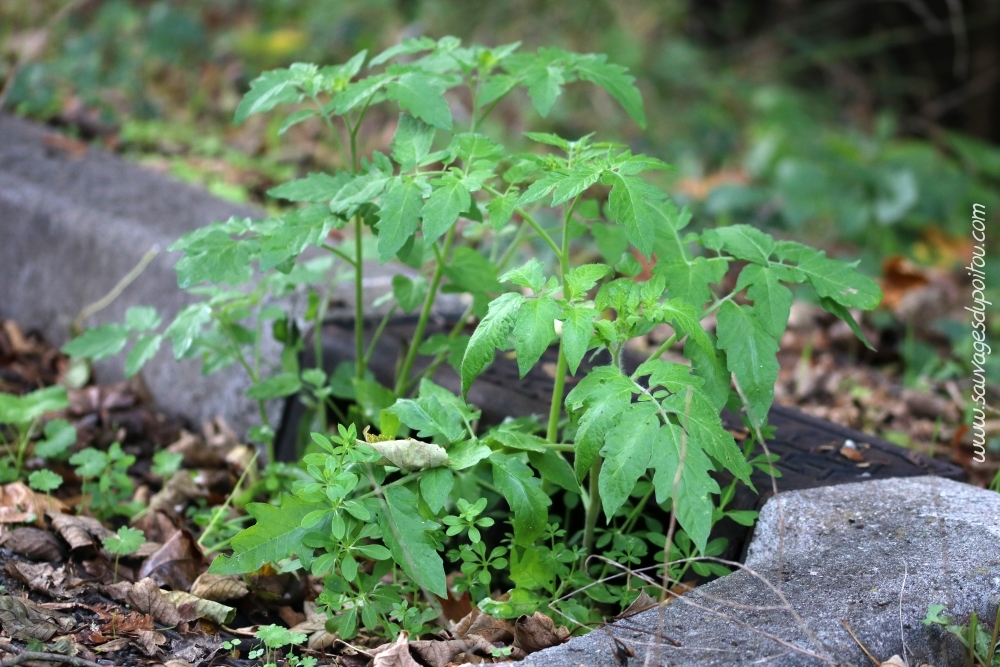 Solanum lycopersicum, un pied sauvage de Tomate en plein centre ville! Poitiers